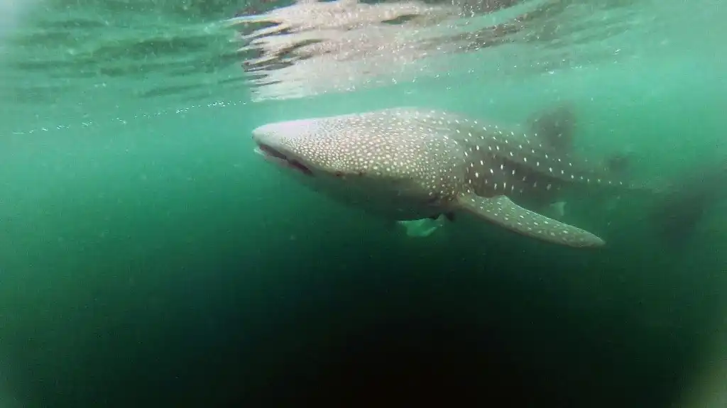 Tiburones cambio climático