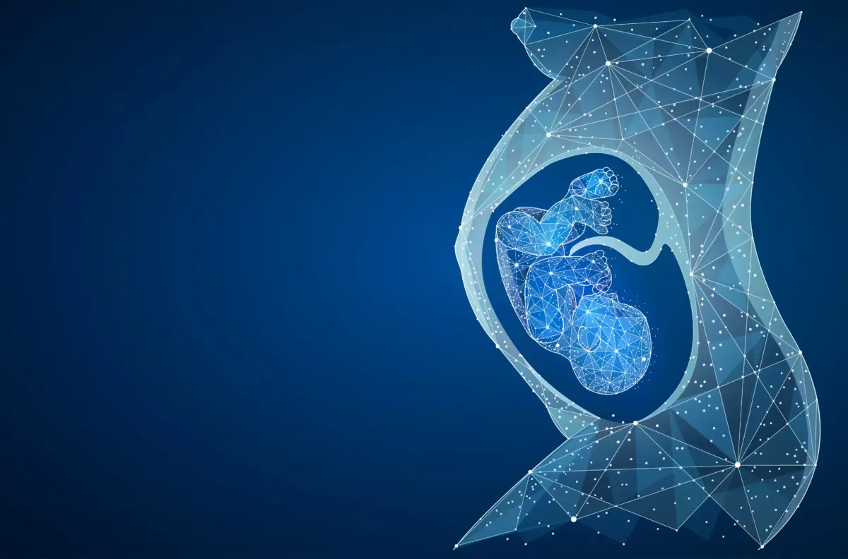 Un atlas digital muestra cómo se desarrolla el cerebro humano en el útero