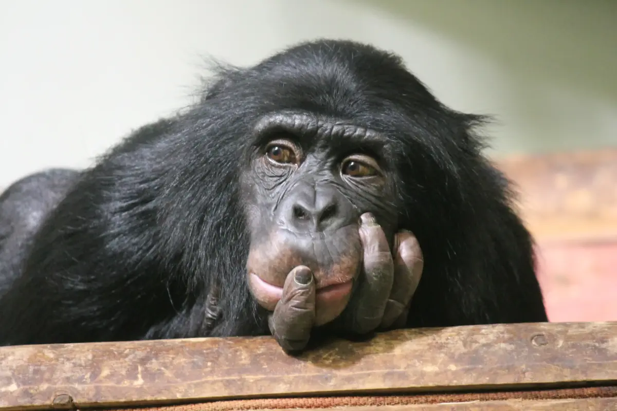 Las hembras chimpancé también son propensas a la menopausia