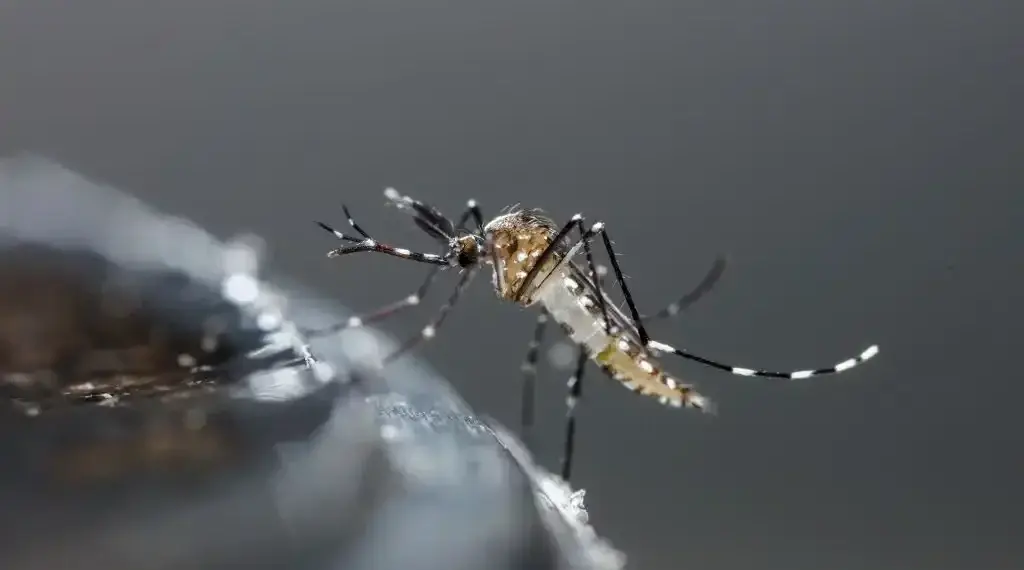 Siguen aumentando casos de dengue en Aguascalientes, ya son más de 200