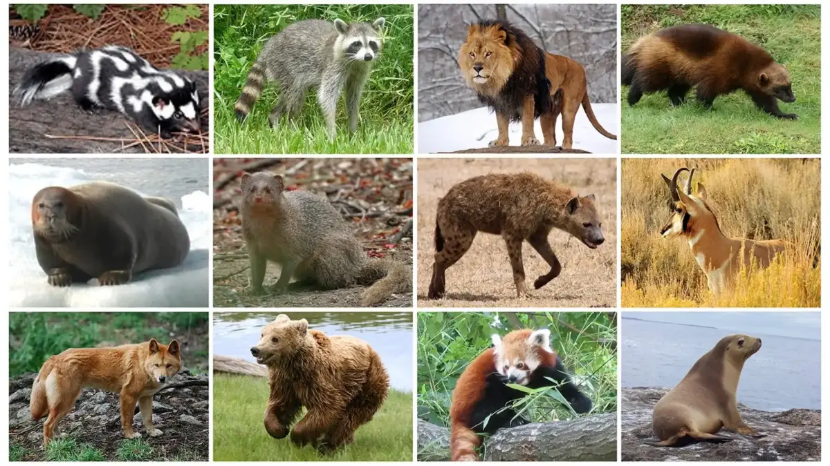 diversidad animal