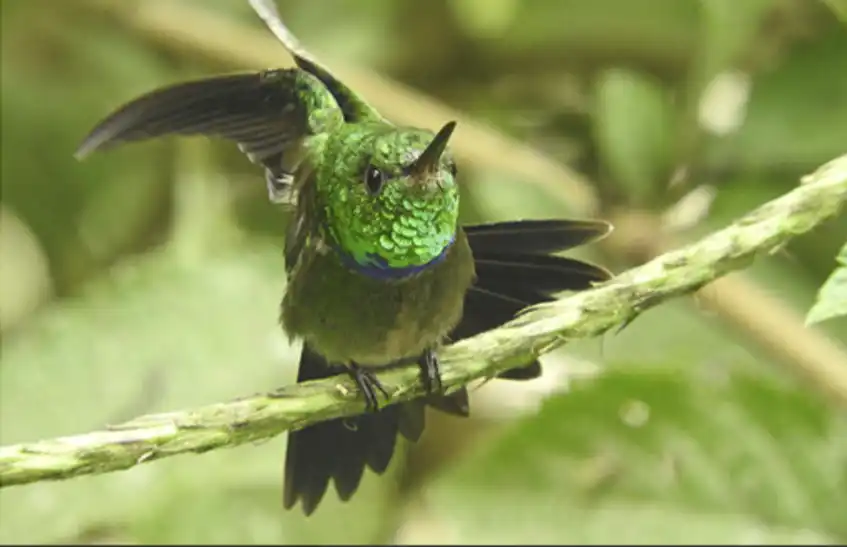 Así identifica la inteligencia artificial la biodiversidad en selvas tropicales