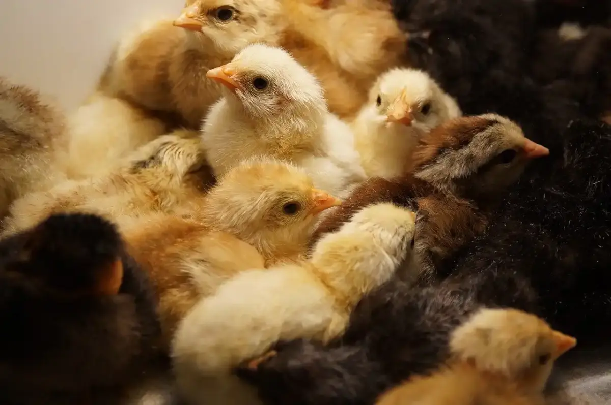 pollos modificados gripe aviar