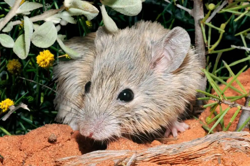 Animales extintos redescubiertos