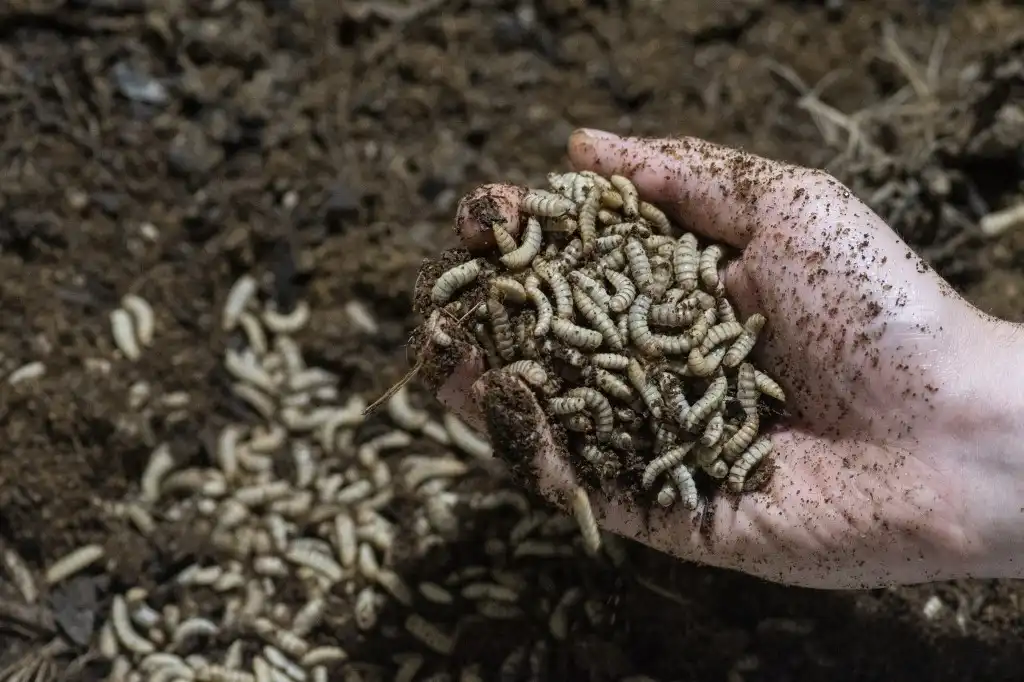 Larvas de mosca