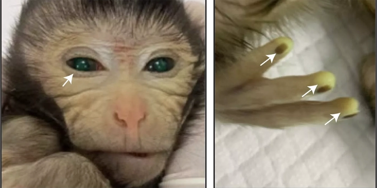 Científicos gestan un mono verde fluorescente con células madre
