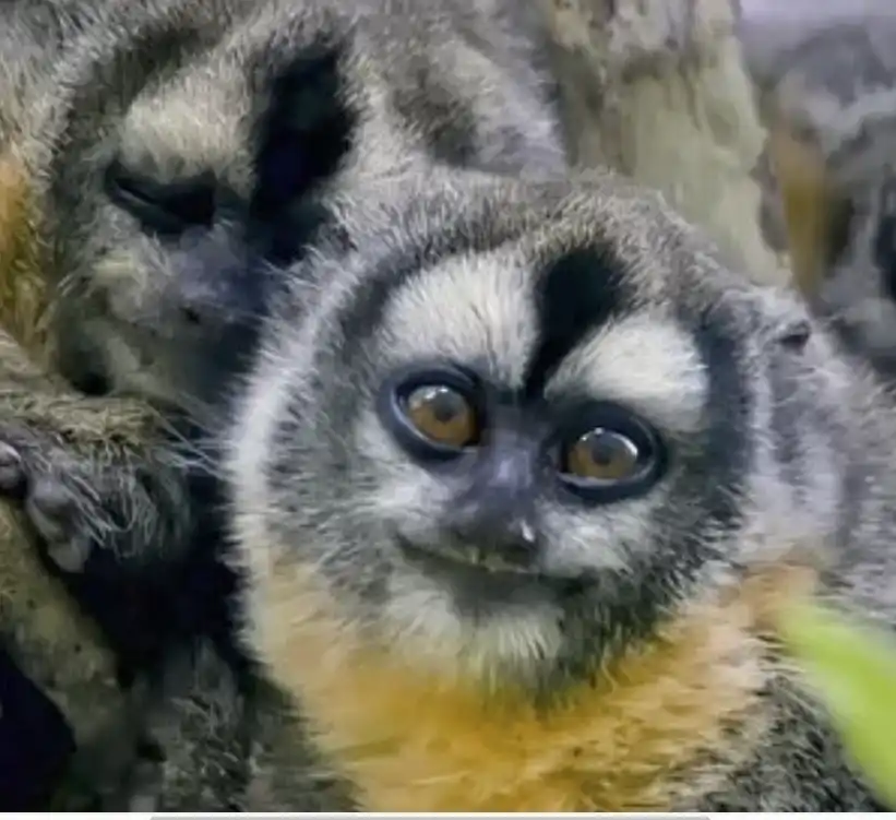 Monos búho, única especie de primates con hábitos nocturnos