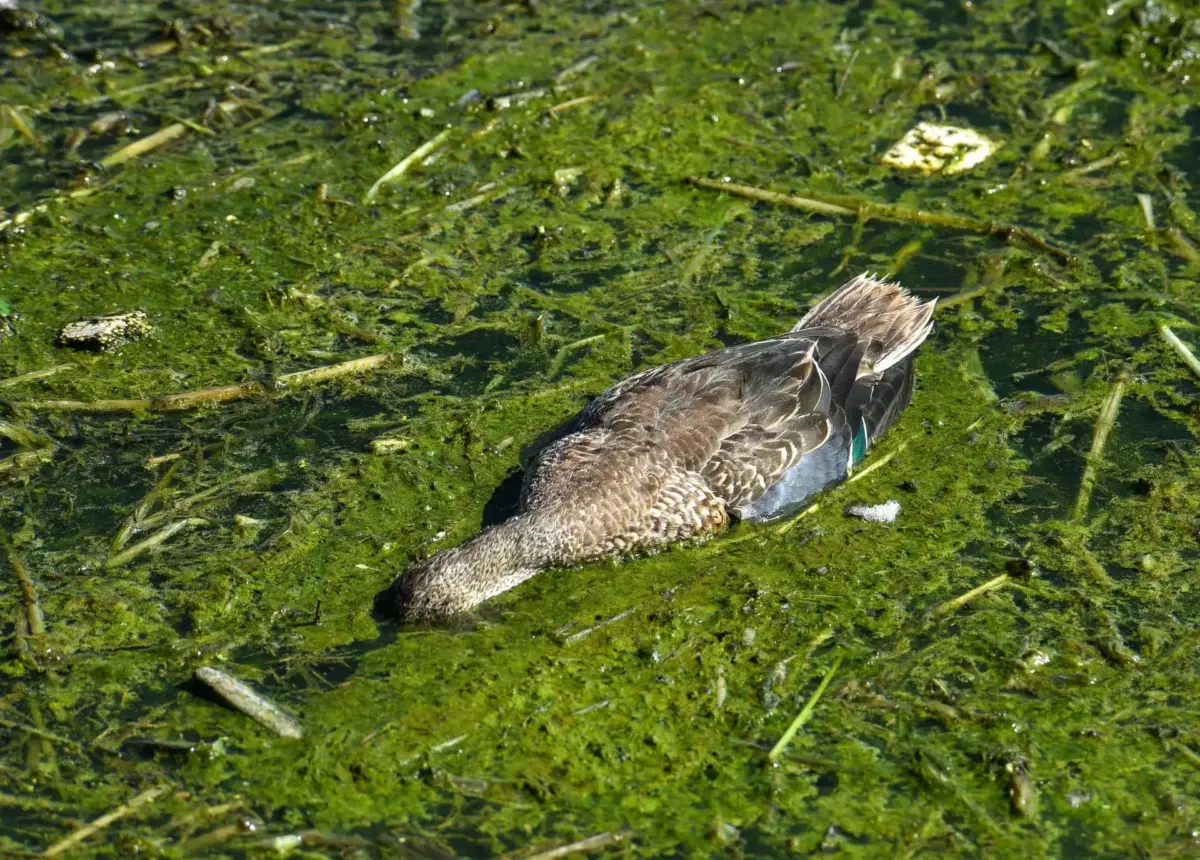 Muerte de patos y garzas por contaminación