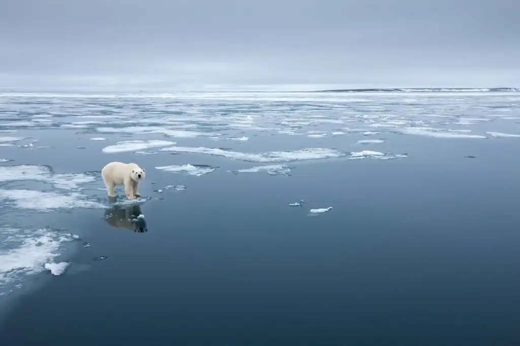 Osos polares cambio climático