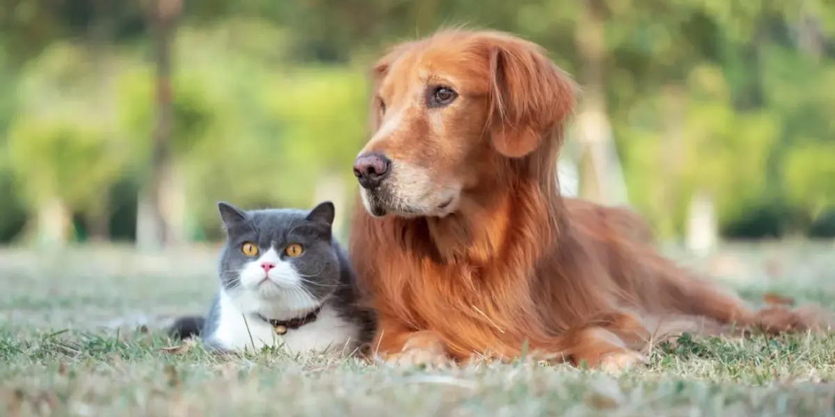 Perros y gatos