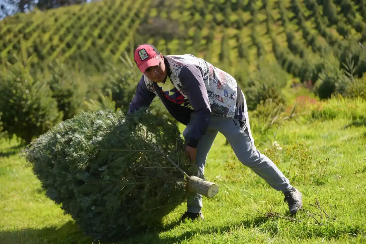 Primer corte del árbol de Navidad