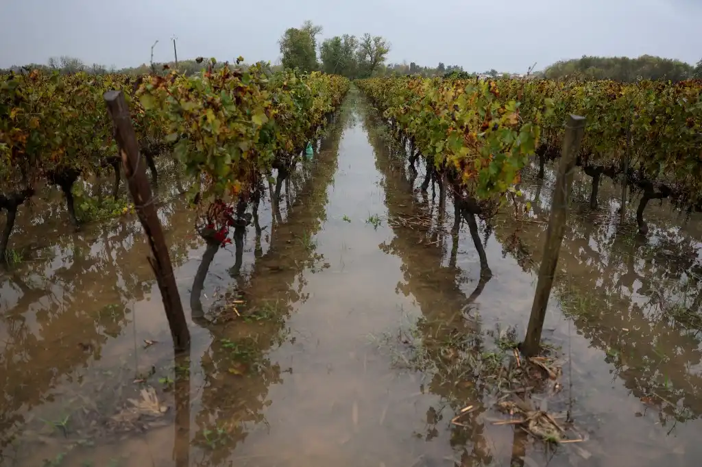 Sequías y heladas reducen la producción de vino como no se veía en 60 años