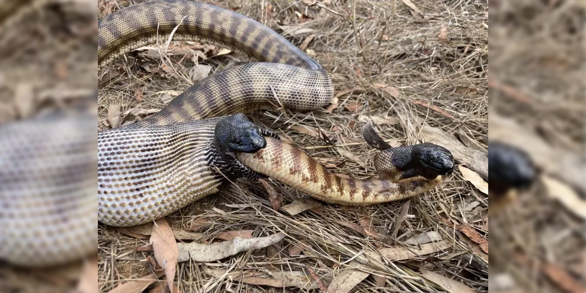 serpiente caníbal