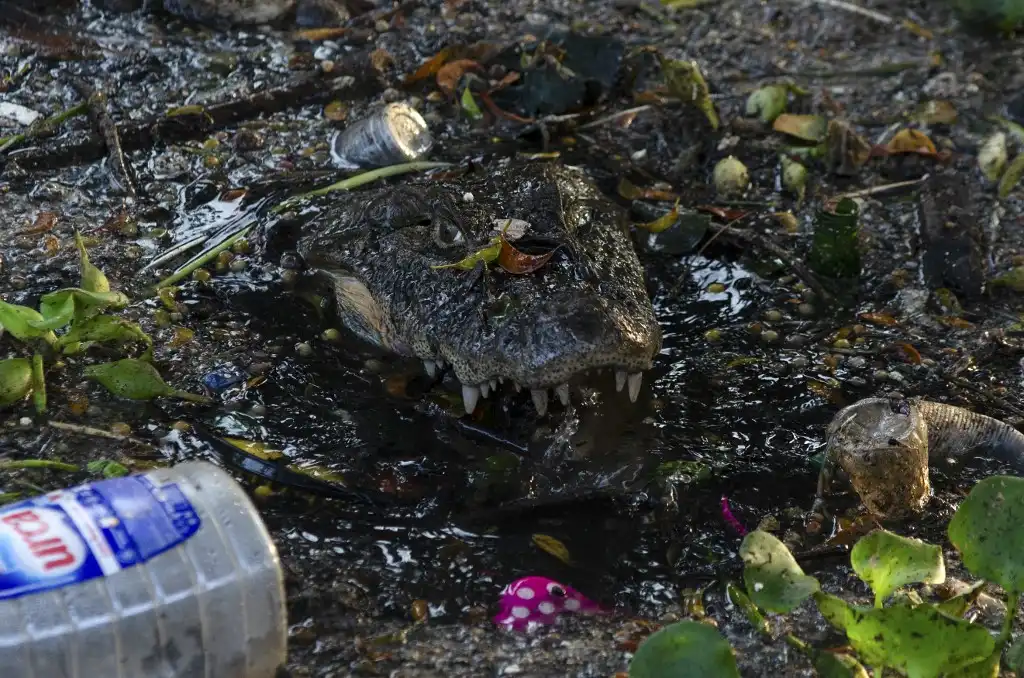 Caimanes contaminación urbana