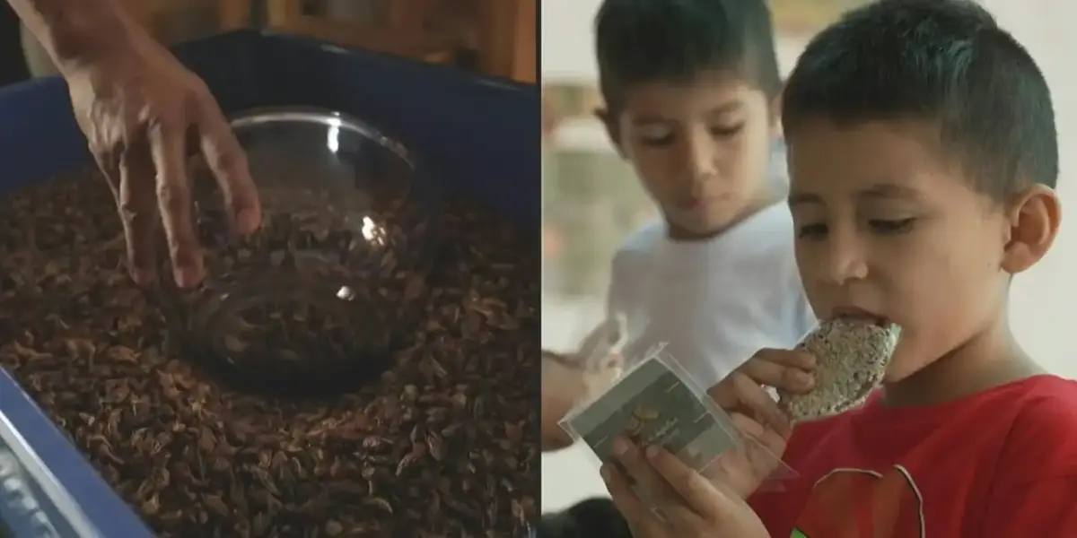 Chapulines: el elíxir de los aztecas es una alternativa contra la desnutrición