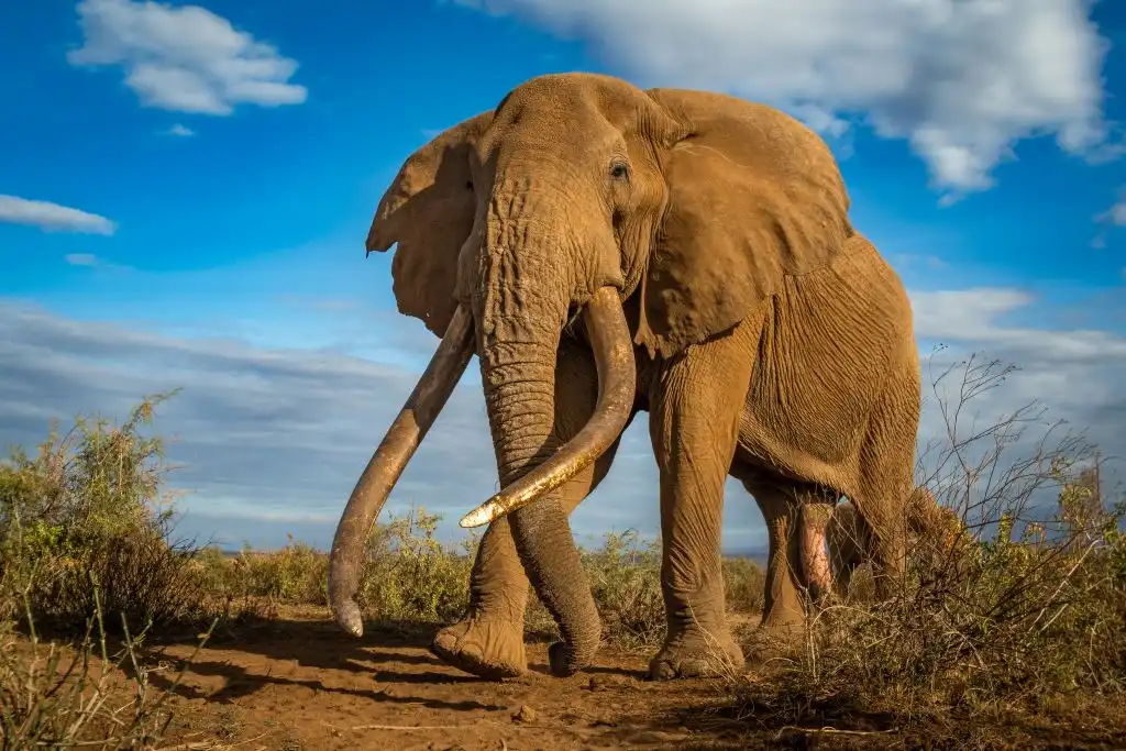 Los humanos causaron la disminución de los grandes mamíferos, no el clima