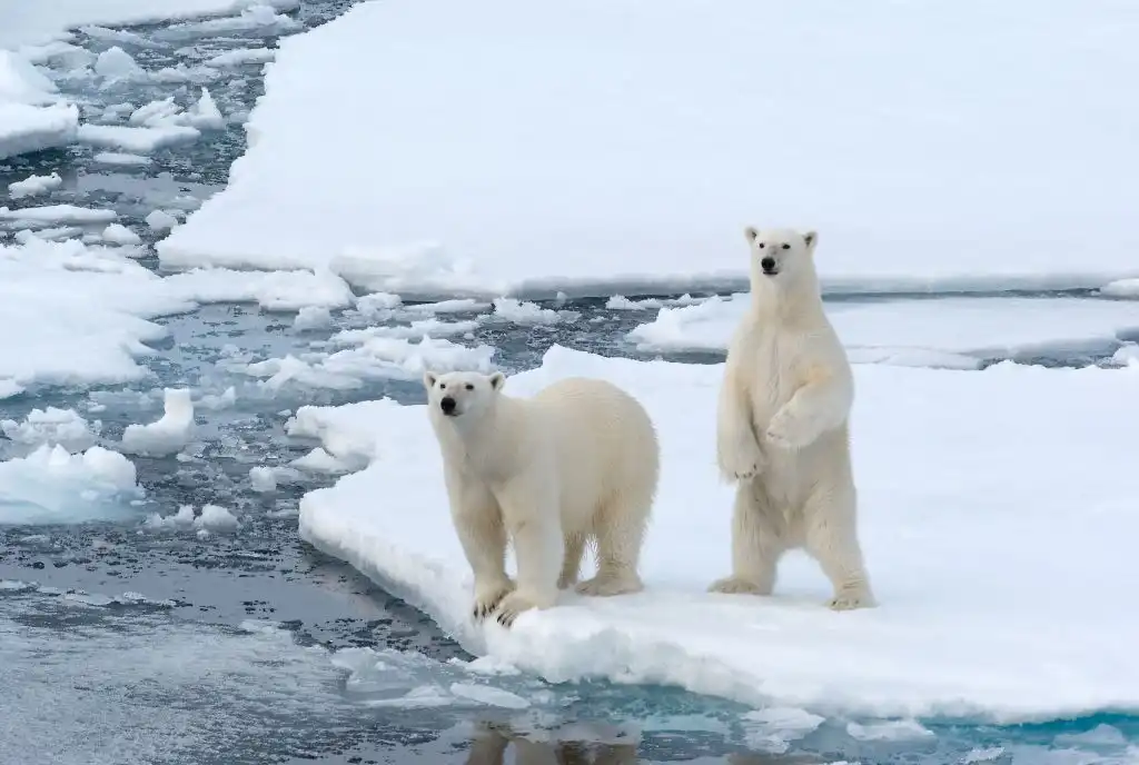 Piel de oso polar