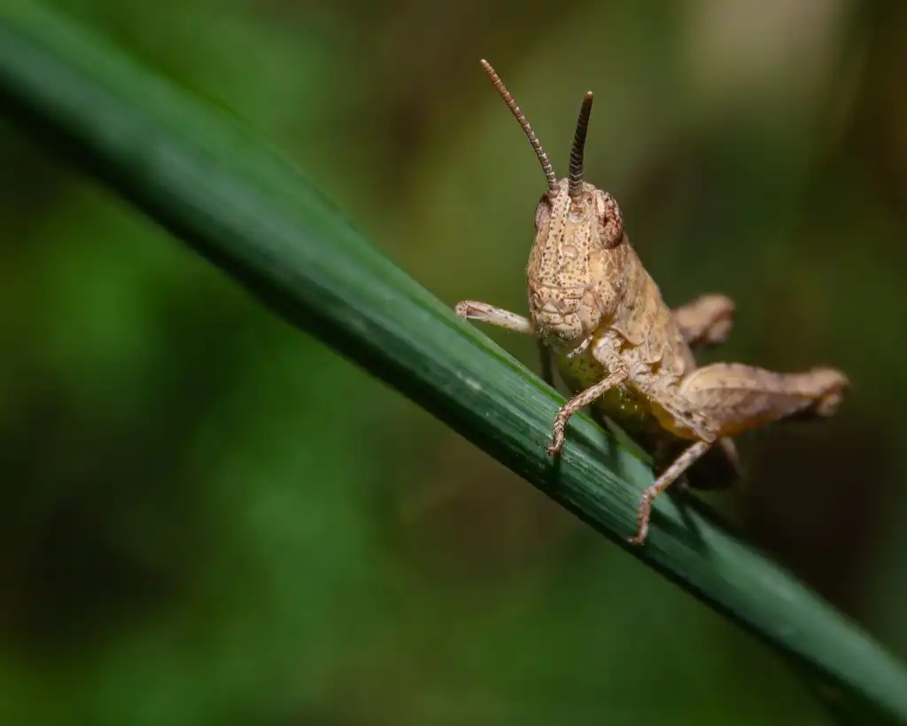 Yucatán detecta una nueva plaga de langostas en terrenos abandonados