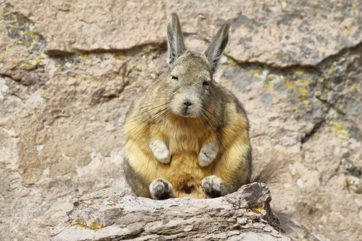 Vizcacha Roedor