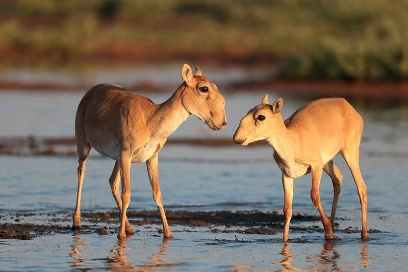 El antílope saiga, que vagaba junto a los mamuts, se salva de la extinción