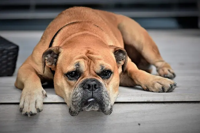 En Aguascalientes, las peleas de perros se castigarán con cárcel