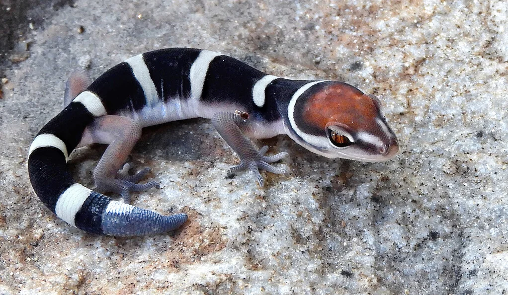 geckos modernos