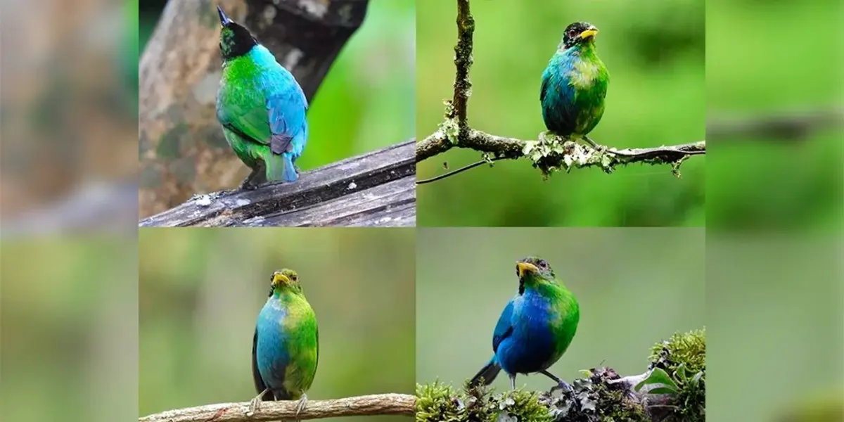 mielero verde