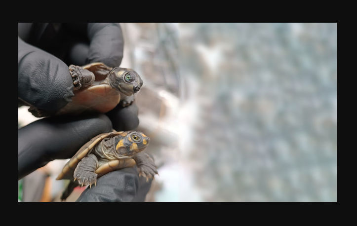 4,000 tortugas de la Amazonia en peligro de extinción se salvan de ser vendidas