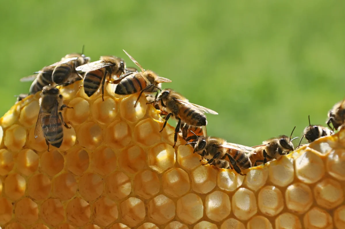 Abejas insecticidas