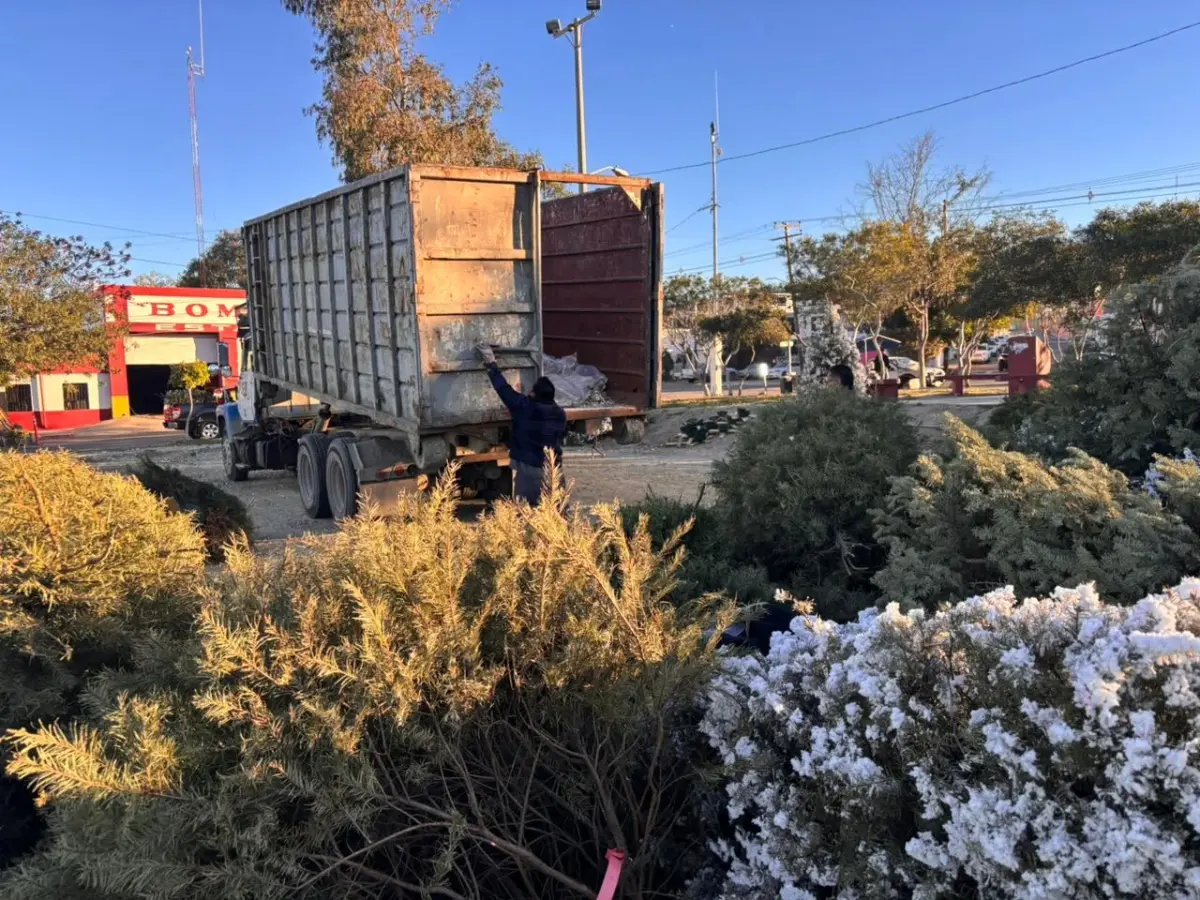 Suman 1500 pinos navideños recibidos en los centros de acopio