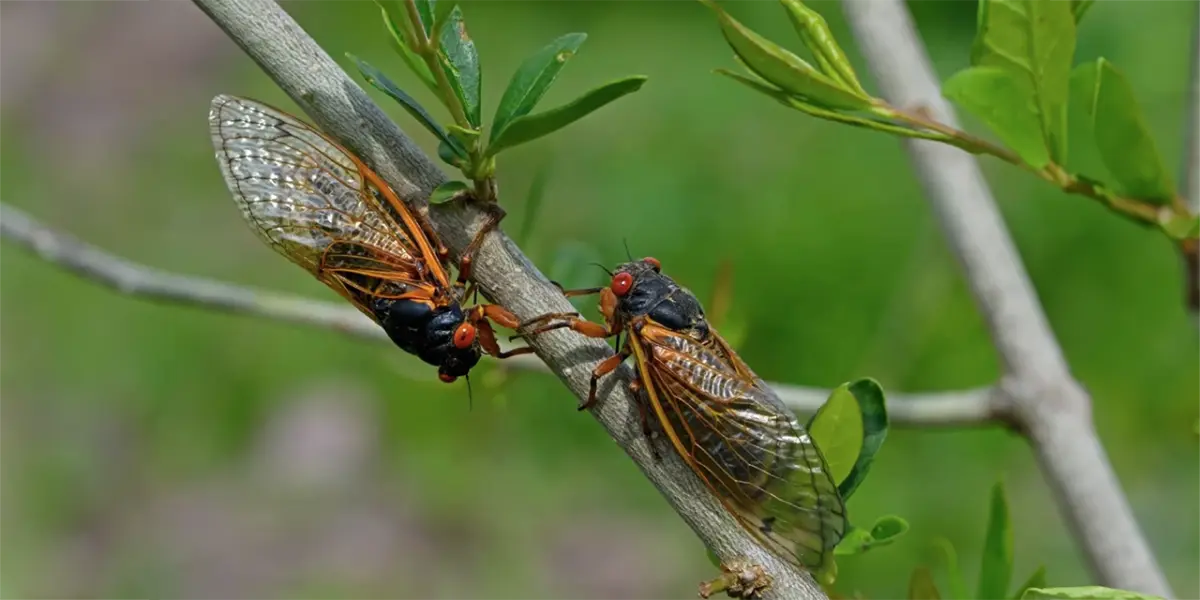 cigarras