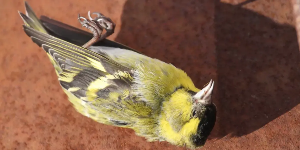 Los humanos hemos extinguido 1,400 especies de aves; y lo que nos falta
