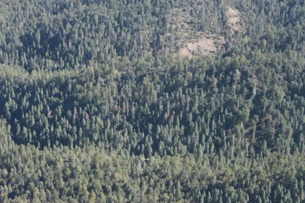 Plaga de gusano descortezador amenaza bosques