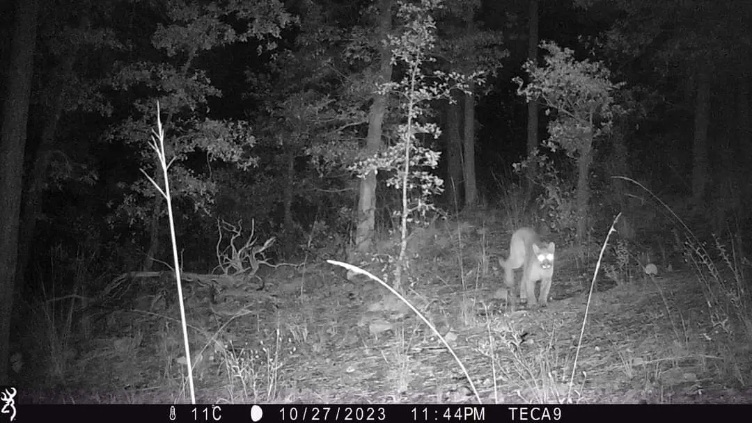 Registran, por primera vez, la presencia de puma en la sierra de Durango, en “El Tecuán”
