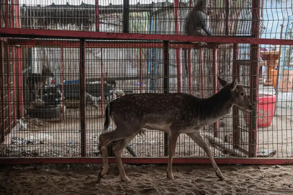 La muerte por hambre en Gaza también acecha a los animales de zoológico