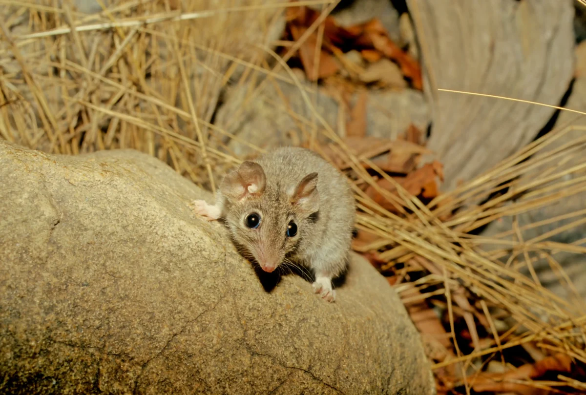Marsupiales machos
