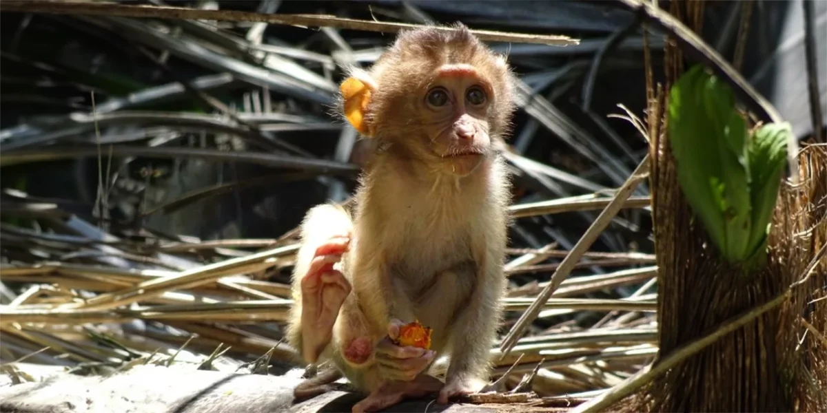 monos palmas aceiteras