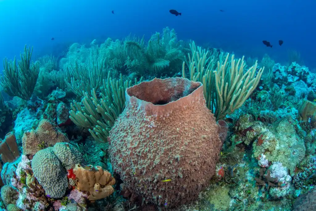 México suma 20 nuevas áreas naturales protegidas; destaca Bajos del Norte, Yucatán