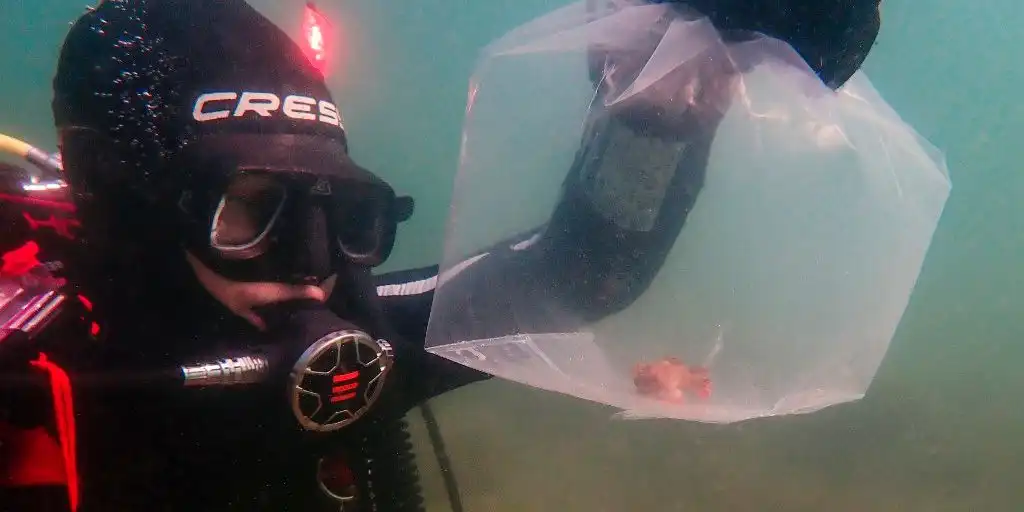 Peces con manos