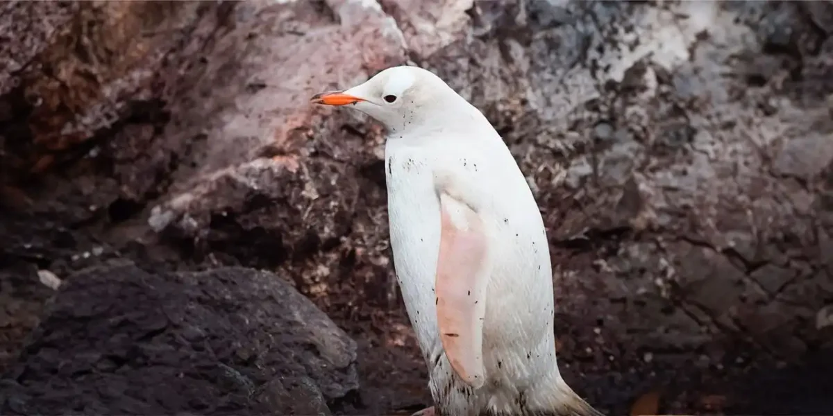 Pingüino blanco