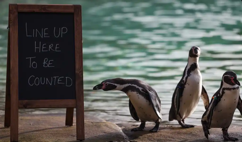 Pingüinos en fila de espera