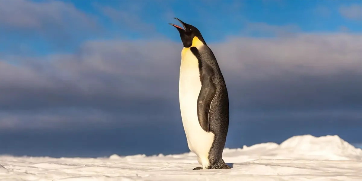 La creciente acidez del océano Antártico amenaza la vida de los pingüinos