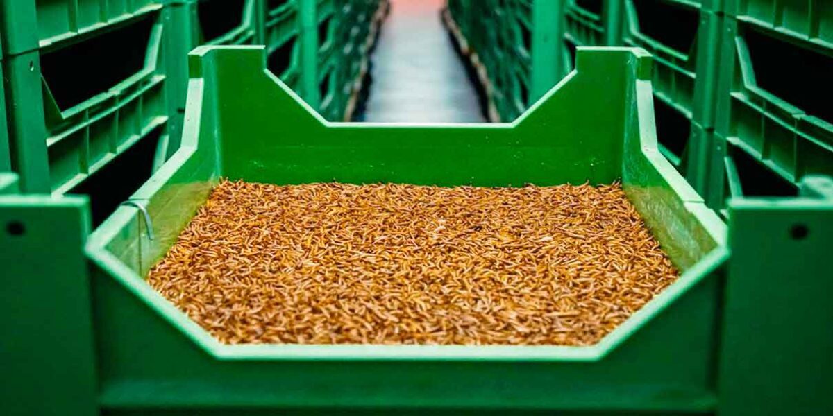 Proteína de insectos para un futuro alimentario sostenible: Corporativo Kosmos