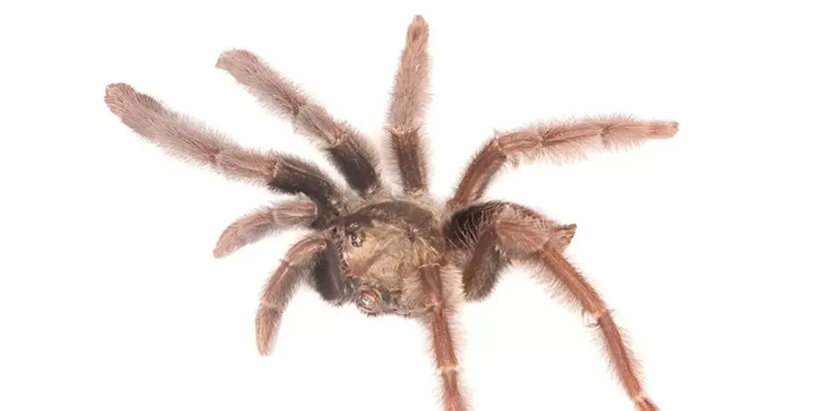 Dos especies de tarántula recién descubiertas están amenazadas por la extinción