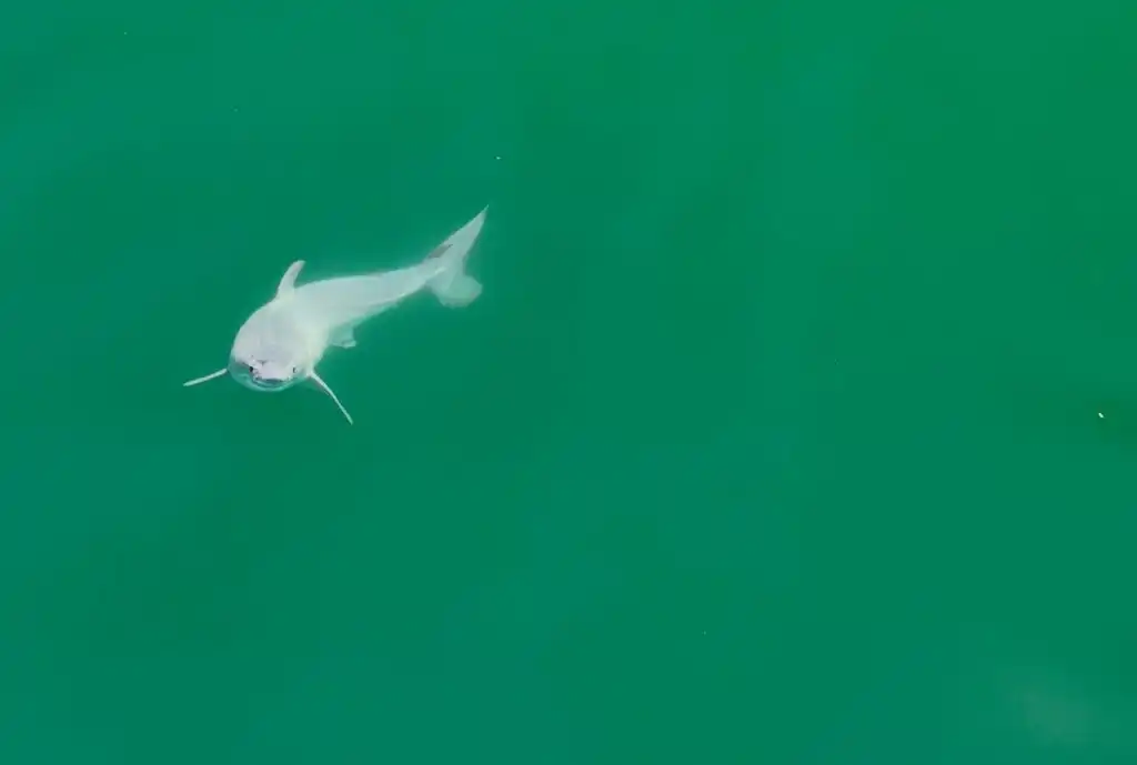Por primera vez se logra observar a un tiburón blanco recién nacido
