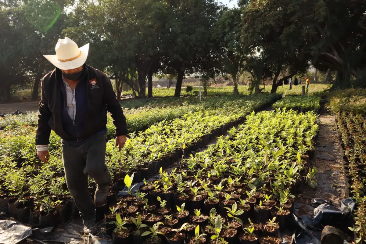 Con 60 mil plantas SIMPATT dará continuidad al programa #sembrando vida&#8221;