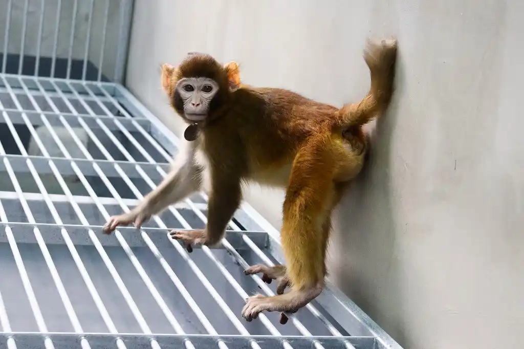 Clonación macaco