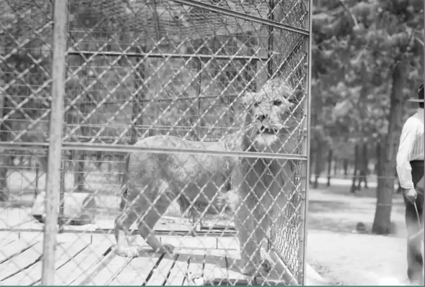 Exposición conmemora los 100 años del zoológico de Chapultepec