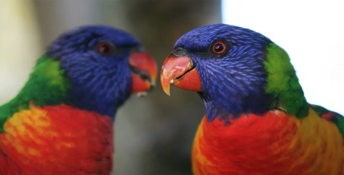 Misteriosa enfermedad paraliza y hace desplomar a centenares de aves