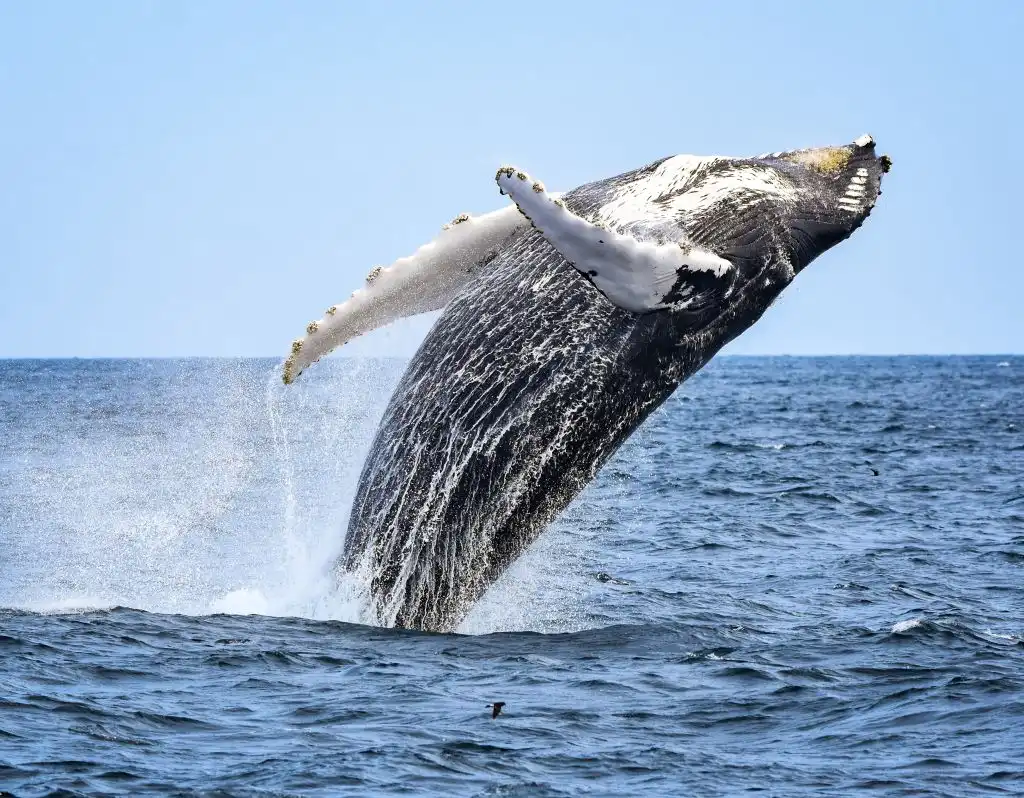 Ola de calor reduce en 20 por ciento el número de ballenas jorobadas en el Pacífico